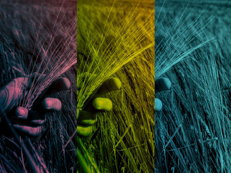 Barley field. Hands holding golden barley ears close up. Beautiful nature sunset landscape. Rural scenery. Abstract filter.の写真素材