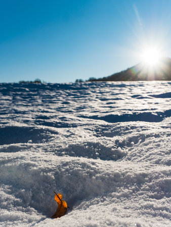 Lime tree seed in snow. Broken dry lime leaf with a seed lies in the snow. Gentle flares from sun at horizonの写真素材