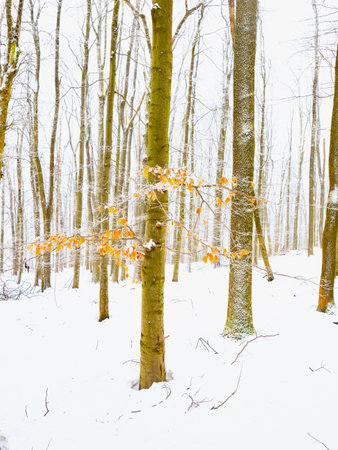 Young beech trees under fresh snow, winter season. Frozen beech leaves, hoarfost in winter forest. Beautiful nature backgroundの写真素材