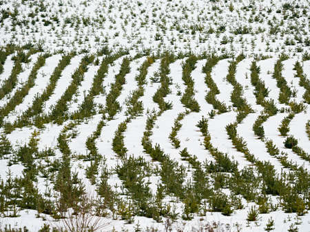 Restoration of mined glass sand quarry in winter. Snowy area of planting a young pine forest. Dunes...