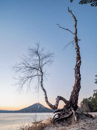 Bent and broken birch tree at frozen lake at end of winter. Tree on sandy bank or beach, almost spring landscapeの写真素材