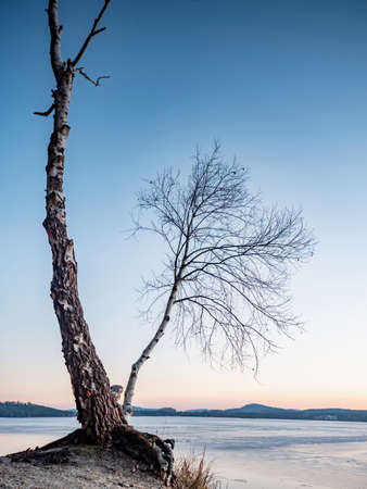 Bent bonsai birch tree on sandy beach of frozen lake. Spring weather stared thawing of lake iceの写真素材