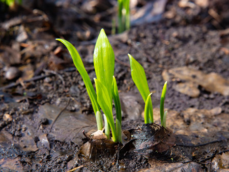 The first young leaves of Allium ursinum, known as wild garlic, wild cow leek, ramsons, buckrams,...