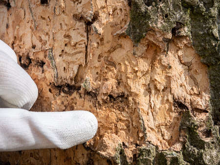 Finger pointing insect tunnels under bark. Forester shows maps bitten by longhorn beetle larvae under the bark of an oak tree. Calamity after insect multiplication.の写真素材