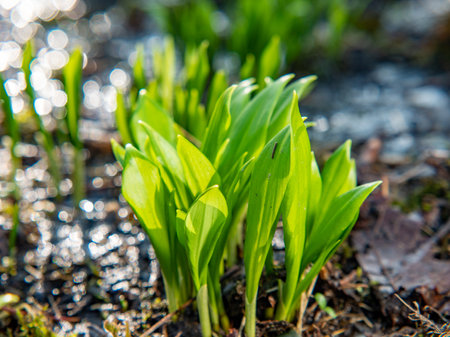 Bunch of wild garlic leaves, the Allium ursinum. Harvesting leaves of wild garlic for home cooking.