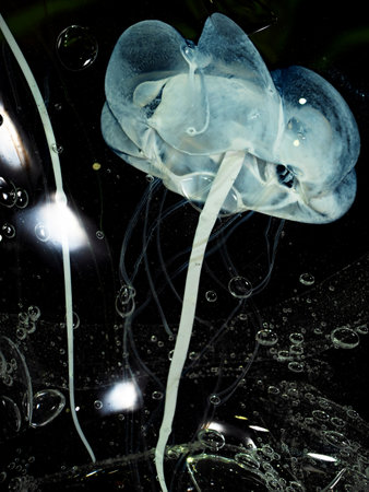 Silk blue flower embedded in a crystal glass vase. A fairytale world in crystal glass. Exhibition of handmade glassのeditorial素材