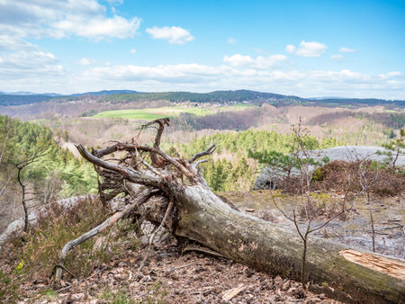 Roots of fallen tree at top of hill. Sandy soil and strong wind was a reason for tree fall.の写真素材
