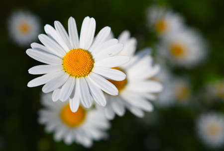 Chamomile flower on a green meadow. Daisies, Dox-eye flower, Common daisy, Dog daisy or Moon daisy