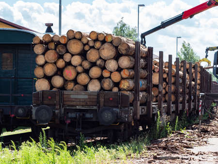 Crane loading cut logs on a railcar. Transport of spruce logs