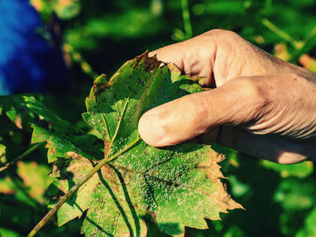 Winegrower examines a white aphid on the underside of a vine leaf. Yellowing leaves and ruined crop.の写真素材