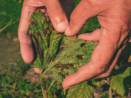 Black currant leaves damaged by fungal disease anthracnose in hands close upの写真素材