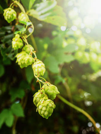 Hop cone in a hop field. Macro photo of green hops. Shallow depth of fieldの写真素材