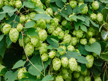 Hop cone in a hop field. Macro photo of green hops. Shallow depth of field