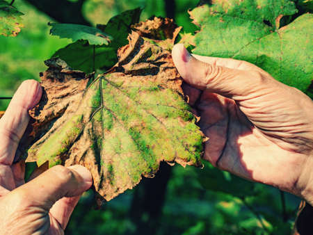 Dry leaves of a young grape seedling. Diseases of the vineyard, farmer troublesの写真素材