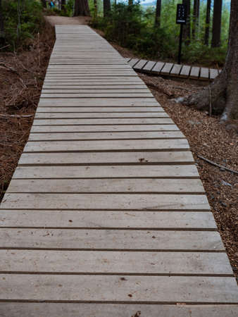 Pavement wooden boards in forest. Natural park protection.の写真素材