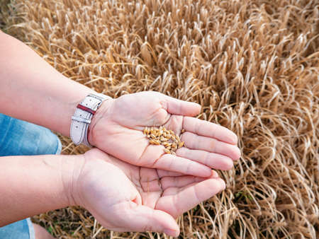 Handful of barley seeds in the hands. The woman crushed several ears of barley to measure the moisture content of the grain.の写真素材
