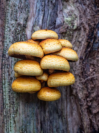 Honey fungus, family Armillaria mushroomon trunk in a forest. Nice muschroomの写真素材