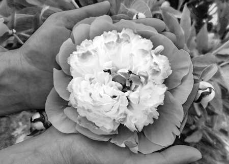 Peony blossom in woman palms. Woman gardener holding a peony in her hands. BW, Black and white,の写真素材