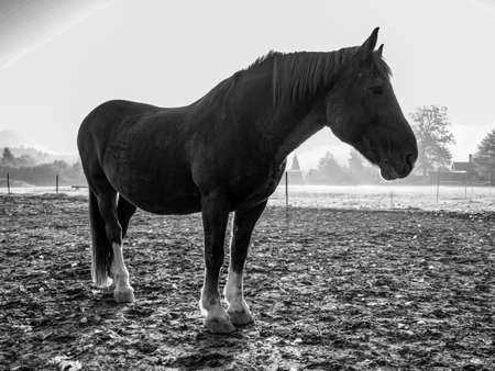 Curious horse in small farms. Horse in the forest. Natural composition. BW, Black and white,の写真素材