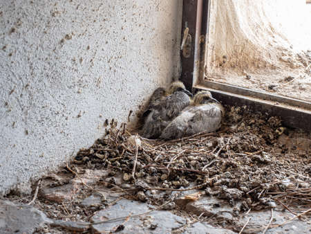 Close-up shot of two young pigeon babies sitting in the nest. Town tower windowの写真素材