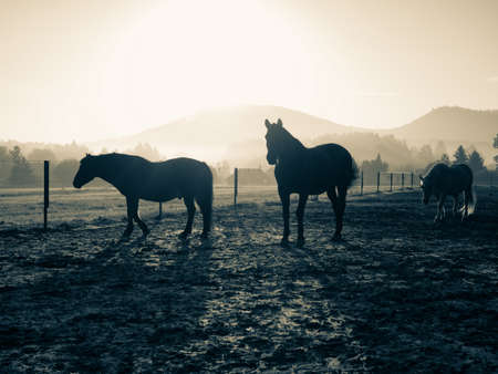Horses On The Autumn muddy meadow, cold autumn sun at horizon. BW, Black and white,の写真素材