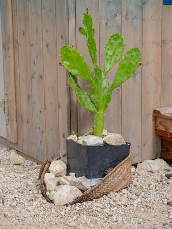 Prickly pear cactus, Opuntia ficus-indica. The growing cactus in a gardenの写真素材