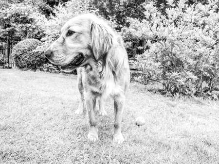 Golden Retrievers are very smart dog that are loyal and friendly. Close view into dogs face. BW, Black and white,の写真素材