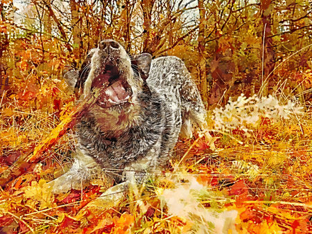 Australian dog loves games and fooling around with human friends. Blue heeler love plays. Watercolor paint.の写真素材