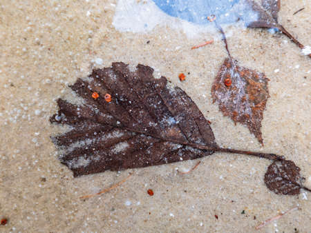 Old alder leaves frozen in the ice surface of a lake in close up, sandy groundの写真素材