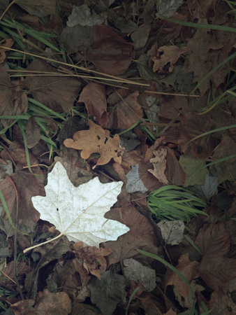 White and red leaves on maple leaves in autumn time.の写真素材