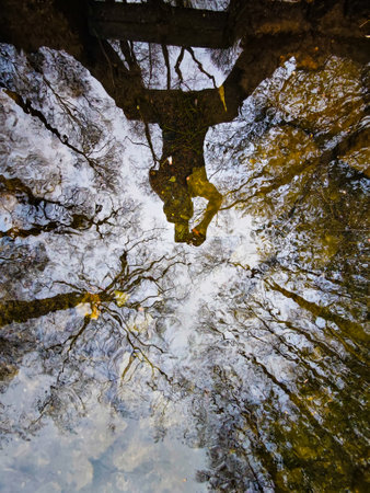 Reflection of trees against the skyの写真素材