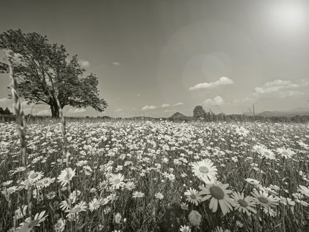 Daisies in the field near the mountains. Meadow with flowers at sunrise.の写真素材