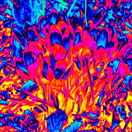 Close blossoming flowers in meadow. Thermal camera photography, infrared scanの写真素材