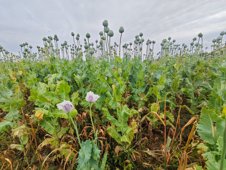 Fresh green poppy heads on field. Detail of opium poppy in Latin papaver somniferum, poppy field, white colored poppy is grown in Czech Republicの写真素材