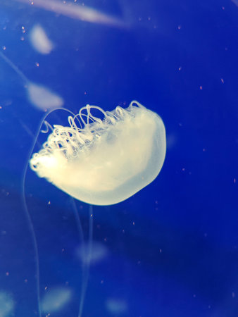 Sea jellyfish swim through a lit aquarium. The hat and tentacles of the jellyfish are in motion.