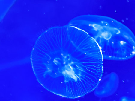 Sea jellyfish swim through a lit aquarium. The hat and tentacles of the jellyfish are in motion.の写真素材