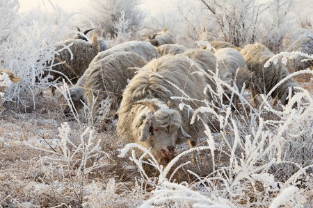Flock of sheep in winterの写真素材