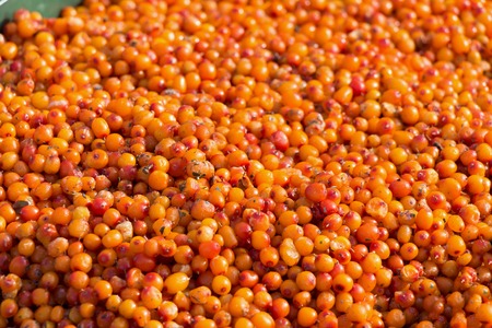 Sea buckthorn. Fresh ripe organic berries. Background