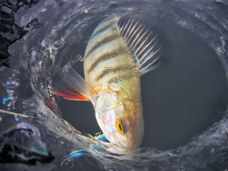 Winter fishing caught perch with bait in the waterの写真素材