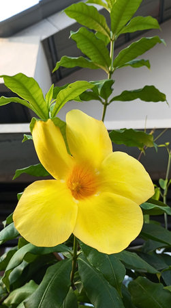 A close-up photo of a vibrant yellow Allamanda flower (Allamanda cathartica) blooming in natural sunlight.の写真素材