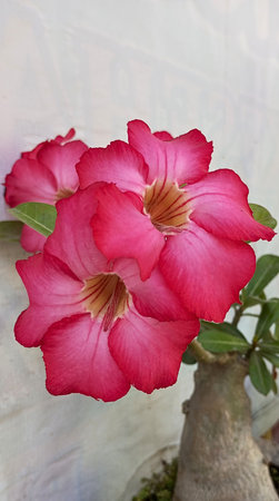 Close-up of pink desert rose flower blooming beautifully in natural light. Perfect for botany, home decor, tropical garden, and ornamental plant themes.の写真素材