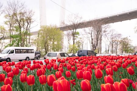 Flowering tulips on the streets of Vladivostok.の写真素材