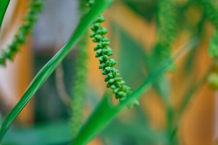 Green leaf of a tropical tree close upの写真素材