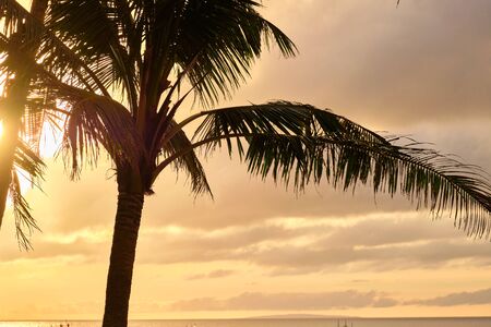 Palm tree silhouette on sunsetの写真素材