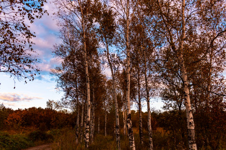 Birches in the autumn forest are covered with orange and yellow leaves. Against the sunset sky.の写真素材