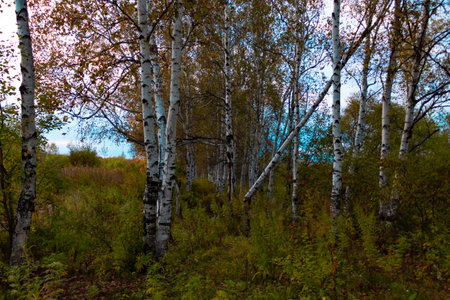 Birches in the autumn forest are covered with orange and yellow leaves. Against the sunset sky.の写真素材