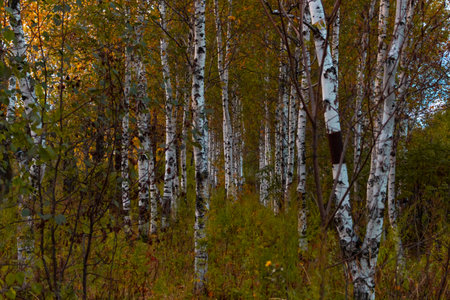 Birches in the autumn forest are covered with orange and yellow leaves. Against the sunset sky.の写真素材