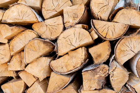 Birch logs lying on the ground. Top and side view.の写真素材