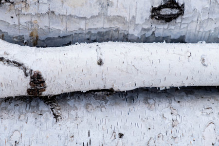Birch logs lying on the ground. Top and side view.の写真素材