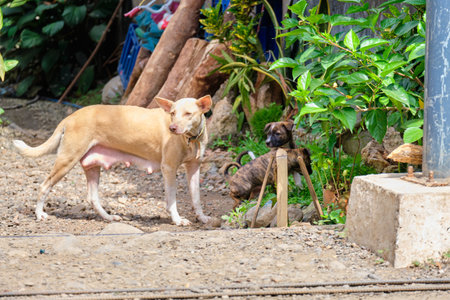 Village dog on the island of Panay Philippines